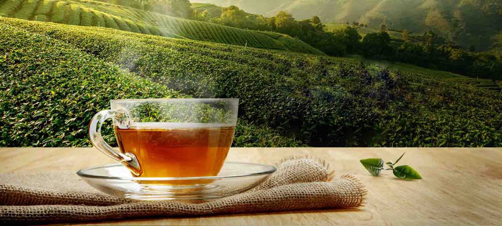 تشخیص چای مرغوب
