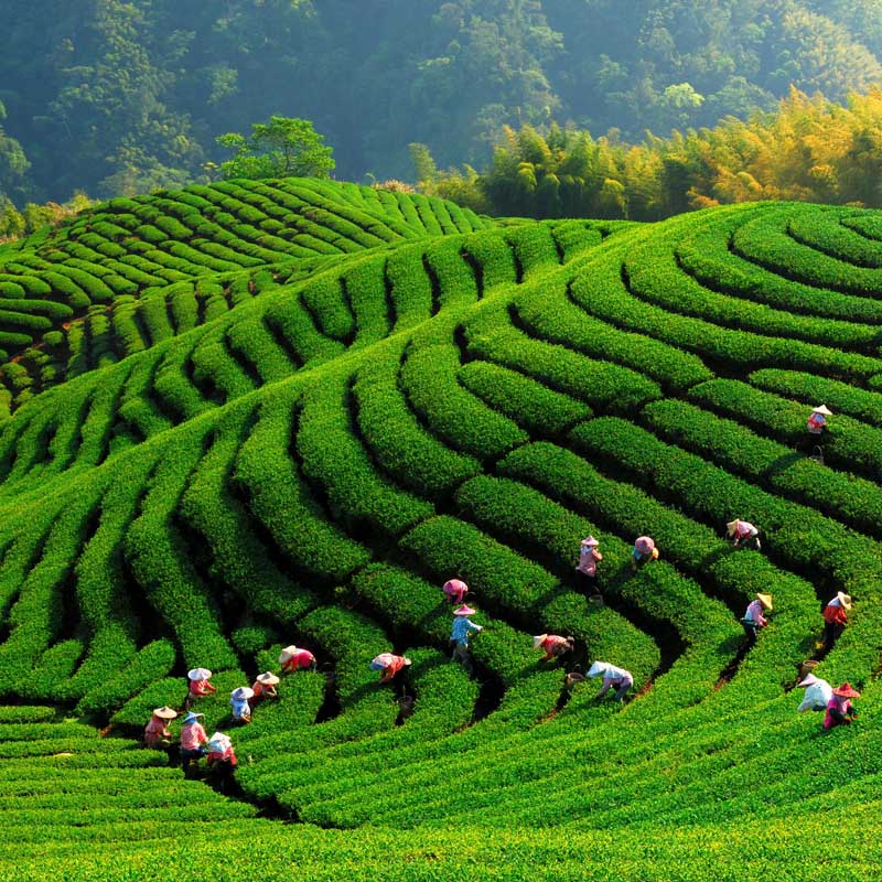 مزارع چای چین