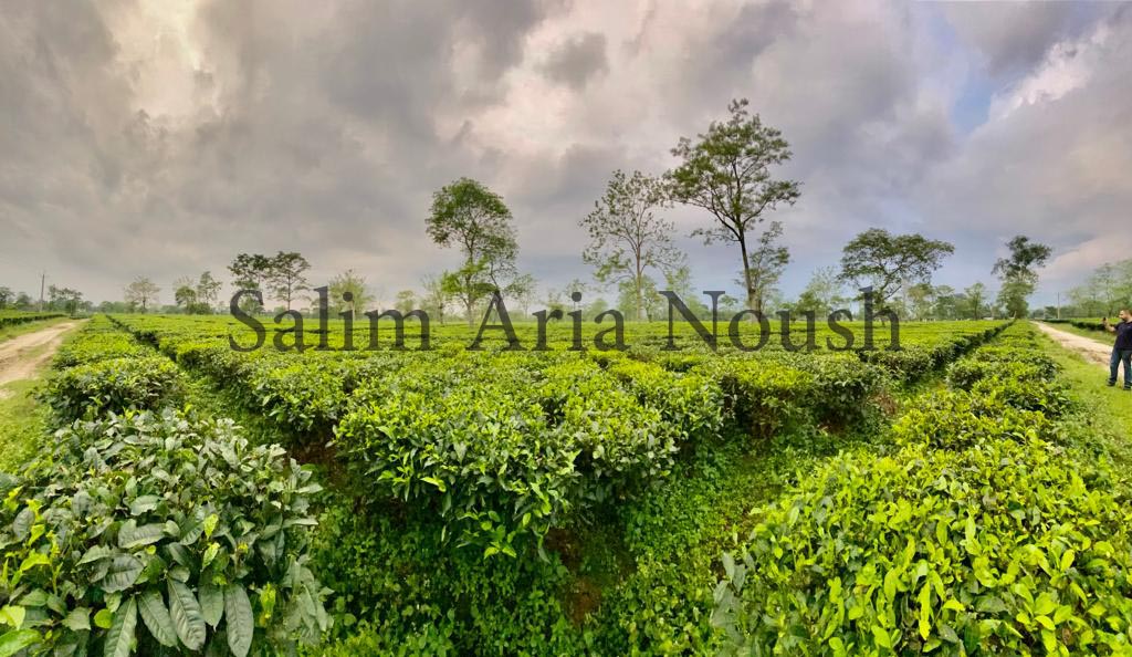 مزارع چای آسام هند