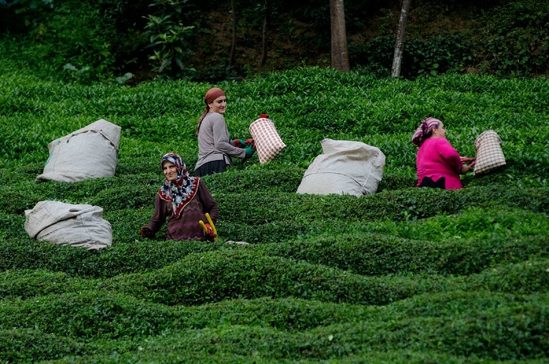 چای ترکیه ای