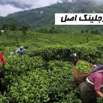 چای دارجلینگ