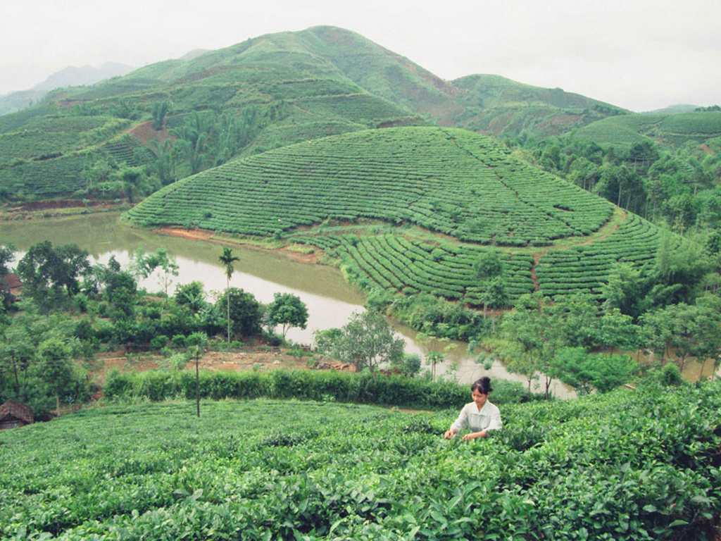 vietnamese tea