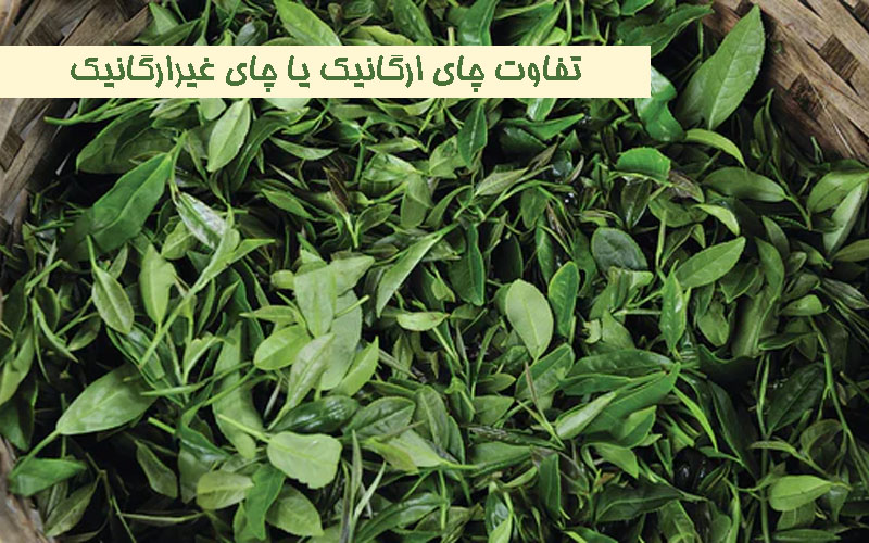 تفاوت بین چای معمولی و چای ارگانیک چیست؟